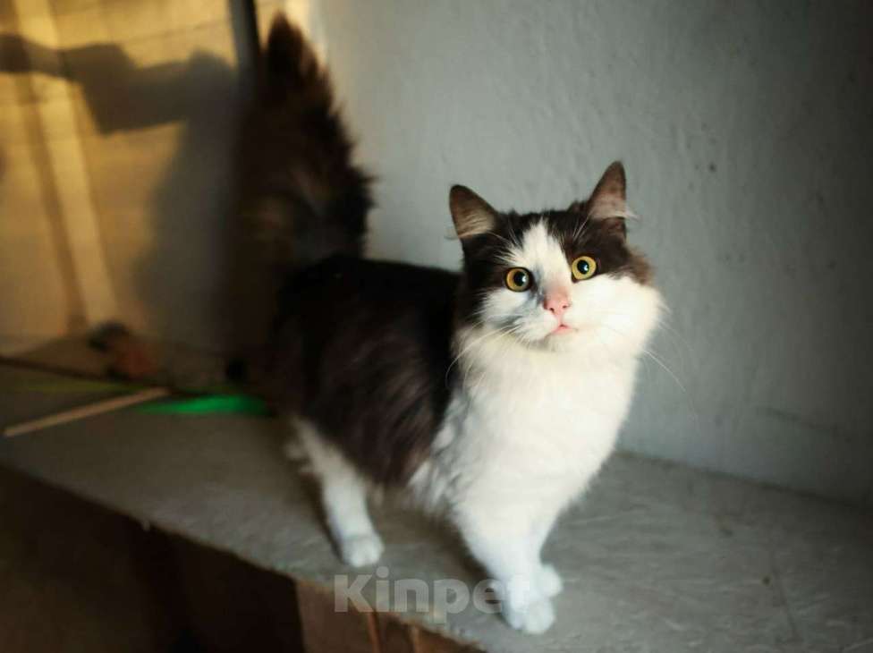 Кошки в других городах Московской области: Томик ищет дом Мальчик, Бесплатно - фото 6