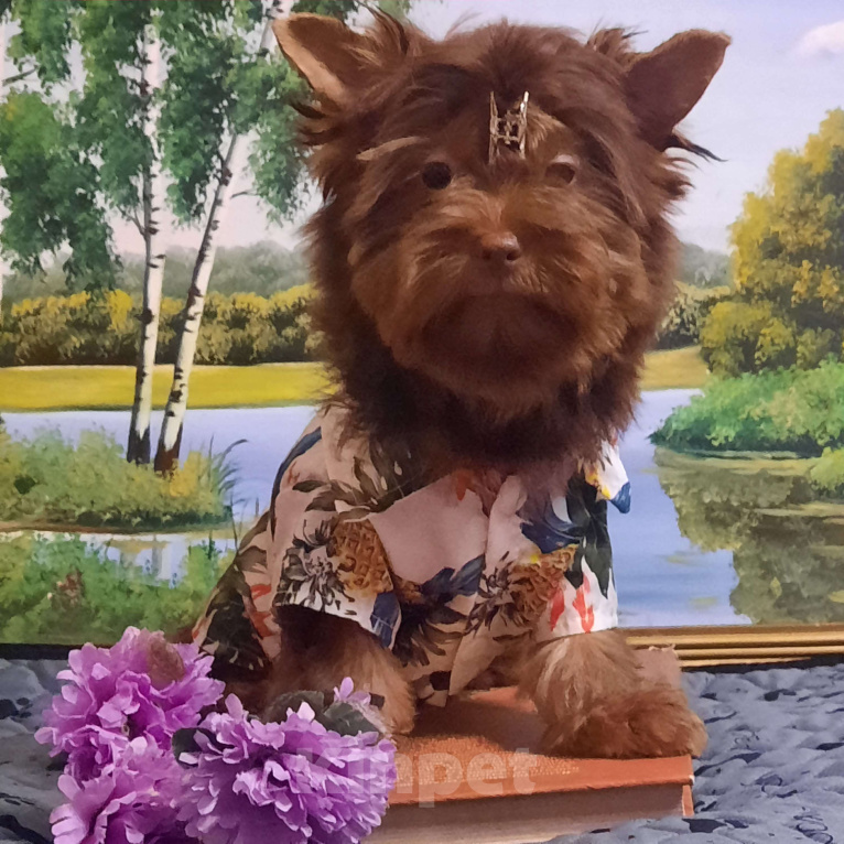 Собаки в Набережных Челнах: Лёвушка Мальчик, 40 000 руб. - фото 1