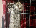 Кошки в Москве: Их должно было смыть ливнем, но мама-кошка решила иначе Разнополые, Бесплатно - фото 7