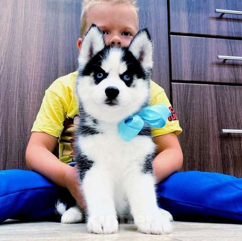 Собаки в Воскресенске: Хаски Щенки Разных окрасов Разнополые, Бесплатно - фото 1