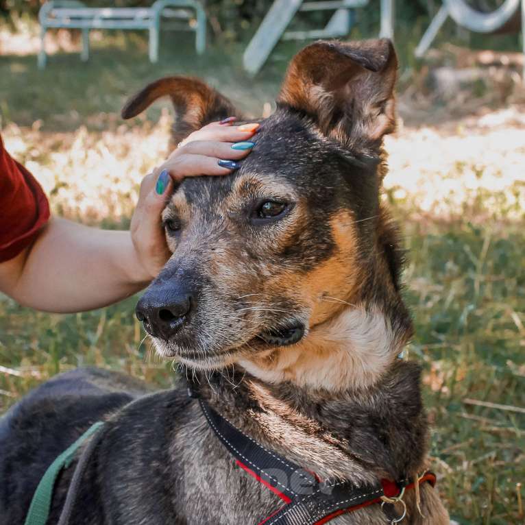 Собаки в Москве: Ранго Мальчик, Бесплатно - фото 2