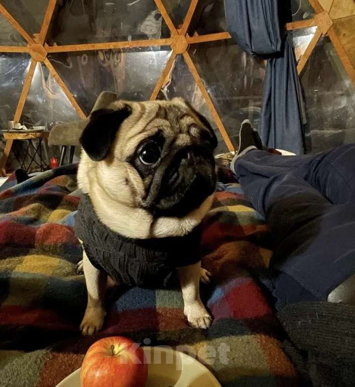 Собаки в Москве: Шери Шанель Девочка, 85 000 руб. - фото 9