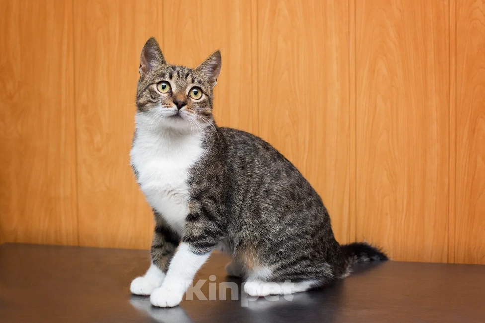 Кошки в Москве: Ласковый котенок Василек в добрые руки Мальчик, Бесплатно - фото 6