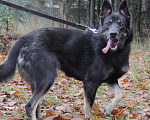 Собаки в Зеленограде: Арчи ищет дом Мальчик, Бесплатно - фото 10