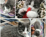 Кошки в Иркутске: Отдам котенка Мальчик, Бесплатно - фото 2