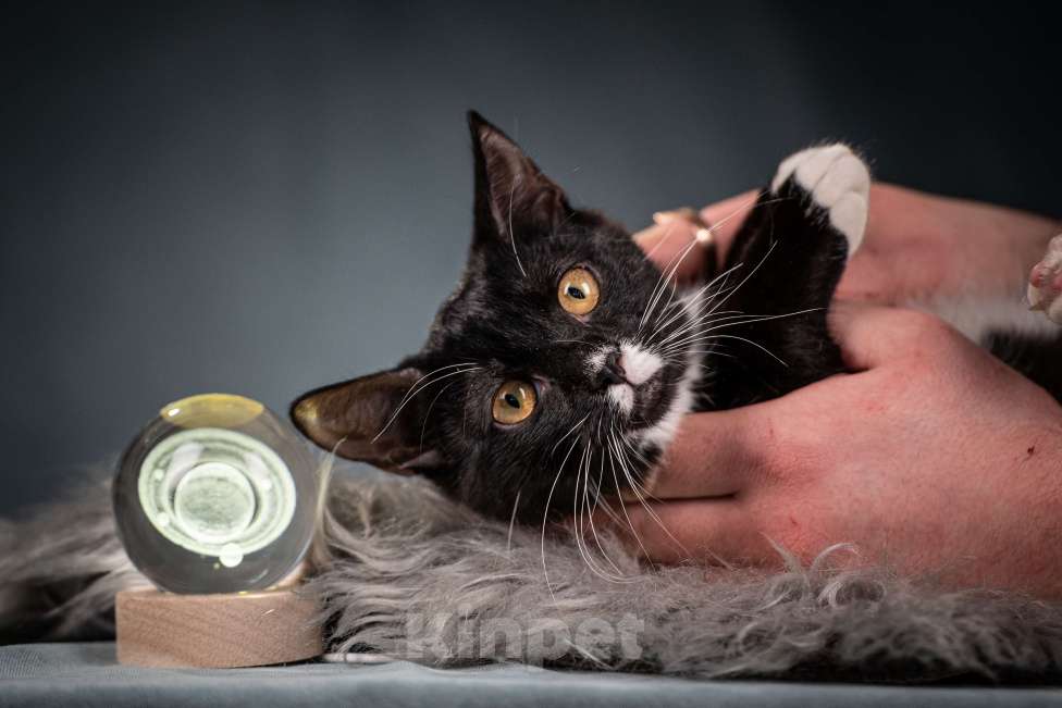 Кошки в Клине: Котюлька — очаровательная молодая кошечка Девочка, Бесплатно - фото 1