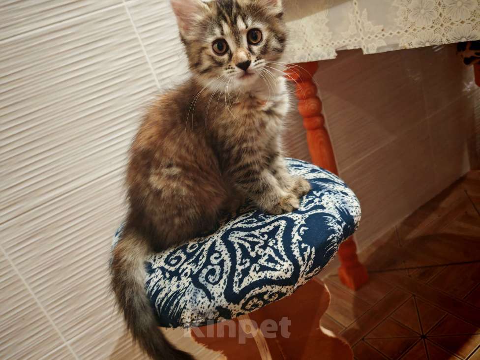 Кошки в Уфе: Ириска Девочка, Бесплатно - фото 2