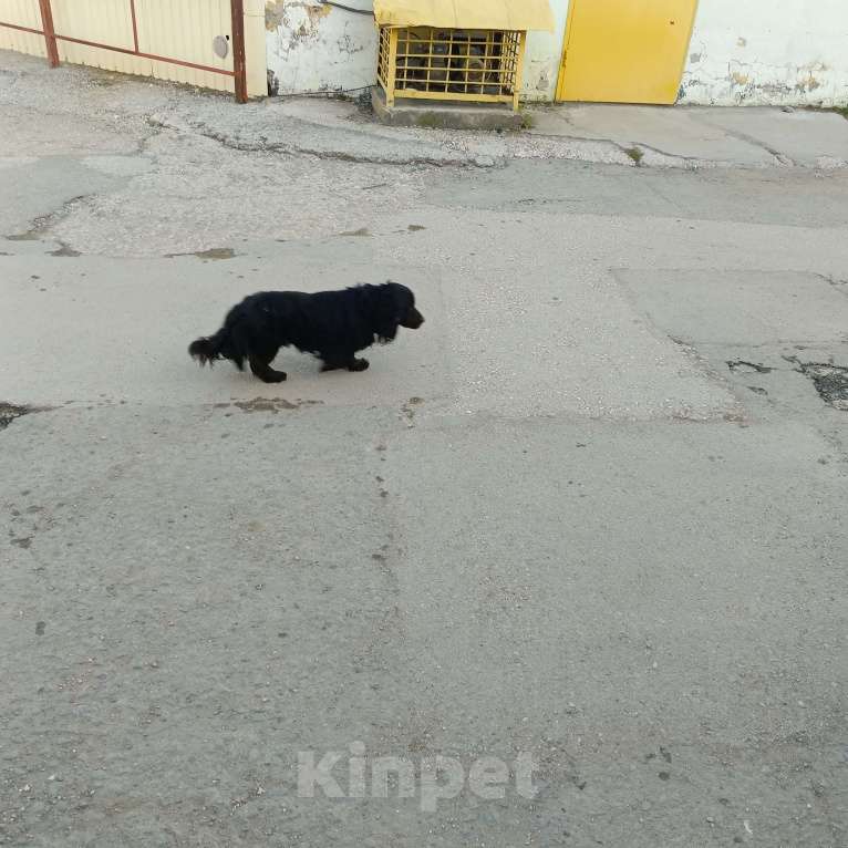 Собаки в Симферополе: Найден пёс. Мальчик, Бесплатно - фото 3