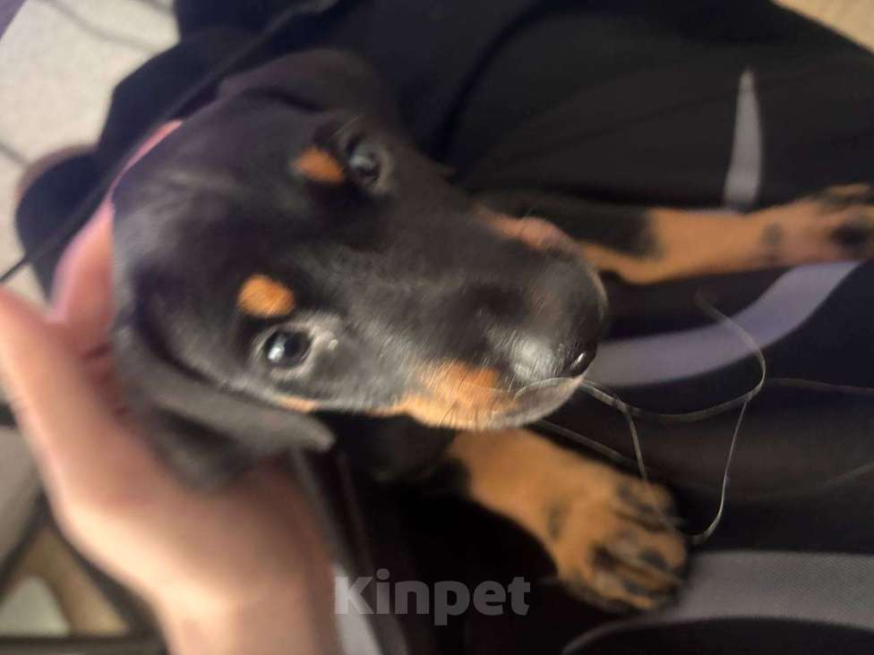 Собаки в Воронеже: Доберман Ева Девочка, 45 000 руб. - фото 4