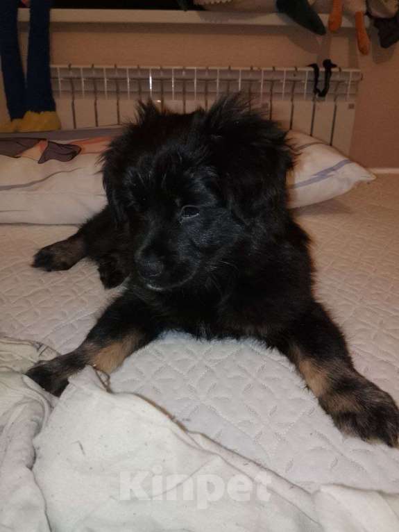 Собаки в Советском: Отдам щенка  Мальчик, Бесплатно - фото 3