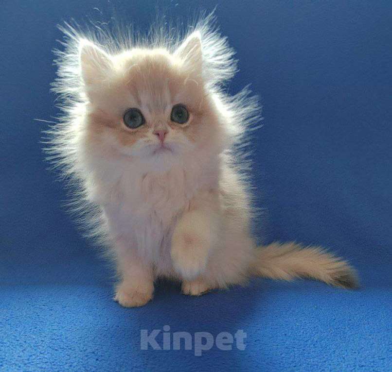 Кошки в Барнауле: Продажа шотландская девочка Девочка, Бесплатно - фото 1