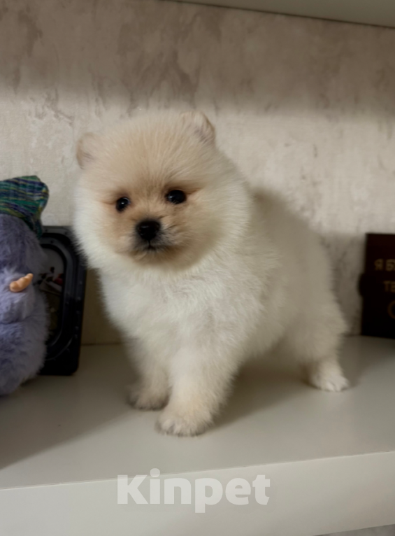 Собаки в Москве: Мальчик Мальчик, 30 000 руб. - фото 1