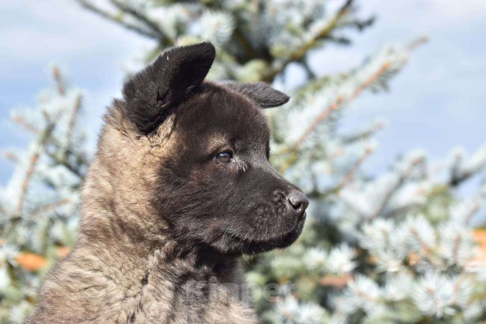 Собаки в Серпухове: Американская акита щенок  Девочка, 50 000 руб. - фото 2