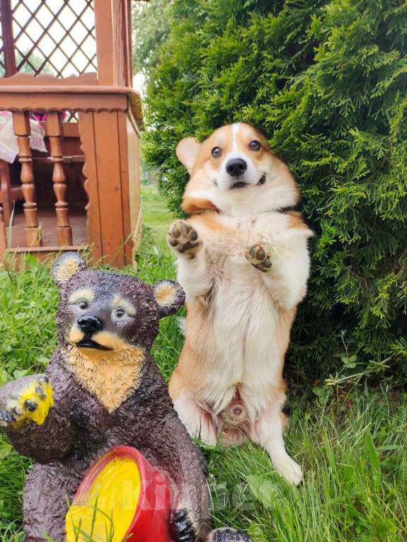 Собаки в Домодедово: Ищу девочку для вязки. Мальчик, 50 000 руб. - фото 3