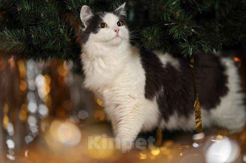 Кошки в Москве: Сибирский молодой ласковый кот Пушок в добрые руки Мальчик, Бесплатно - фото 9