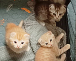 Кошки в Ростове-на-Дону: Шотландские вислоухие котята Разнополые, 4 500 руб. - фото 1