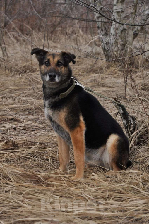 Собаки в Ногинске: Астор - небольшой пёсик ждет свою семью в приюте Мальчик, Бесплатно - фото 8