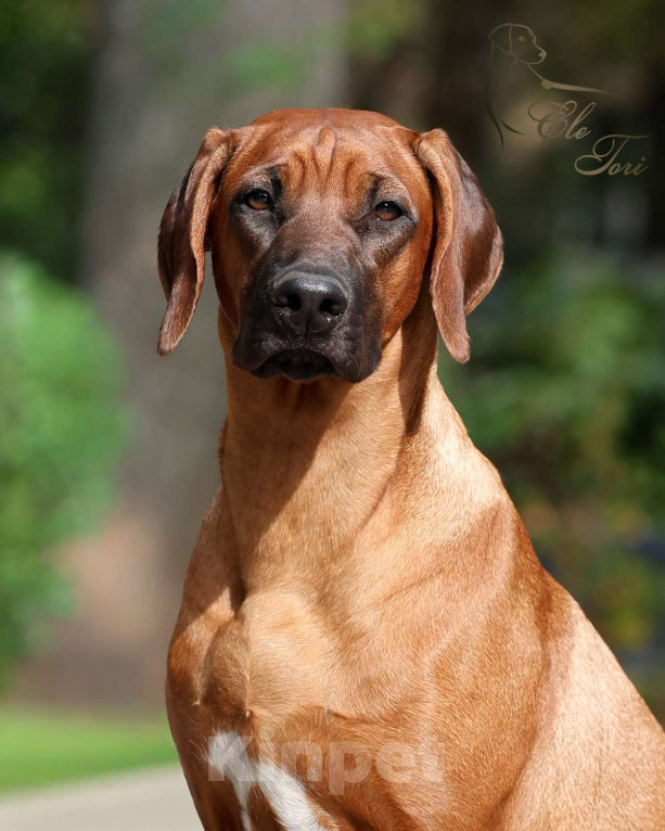 Собаки в Москве: Щенок родезийского риджбека, подрощенная девочка Девочка, Бесплатно - фото 6