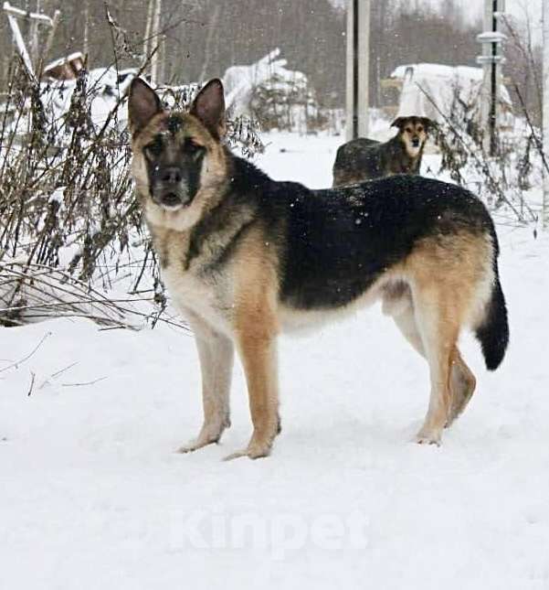 Собаки в Раменском: Мухтар ищет дом Мальчик, Бесплатно - фото 4