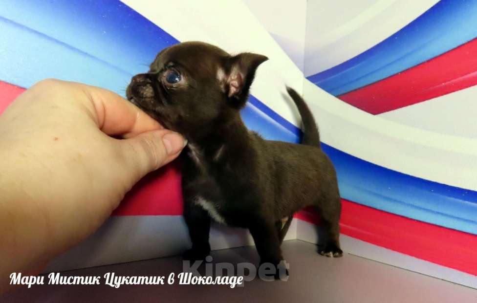 Собаки в Санкт-Петербурге: Большой выбор щенков чихуахуа из питомника РКФ Мальчик, Бесплатно - фото 5