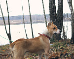 Собаки в Видном: Метис стафа Хистория, 2 года Девочка, Бесплатно - фото 6