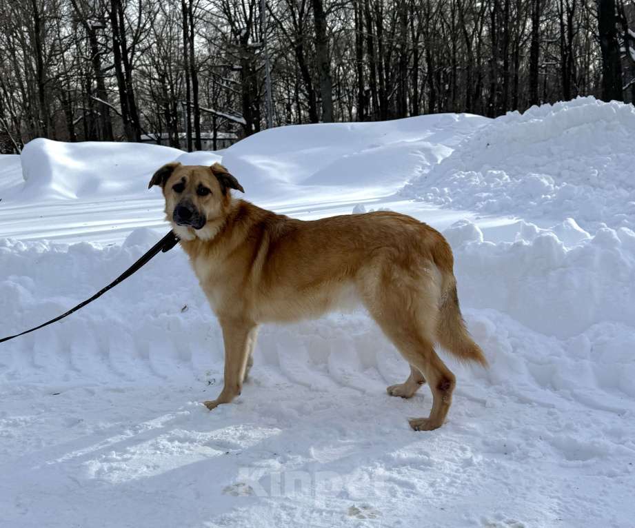 Собаки в Москве: Собака бесплатно в Москве Мальчик, Бесплатно - фото 6