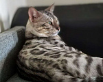 Кошки в Ивантеевке: Бенгальский кот.Производитель Мальчик, 5 000 руб. - фото 2