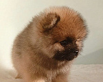 Собаки в Москве: Померанский шпиц,девочка Девочка, 25 000 руб. - фото 3