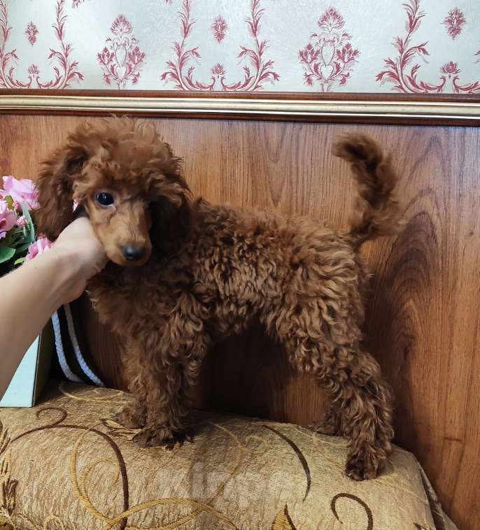 Собаки в Севастополе: Пудель карликовый Мальчик, 50 000 руб. - фото 3
