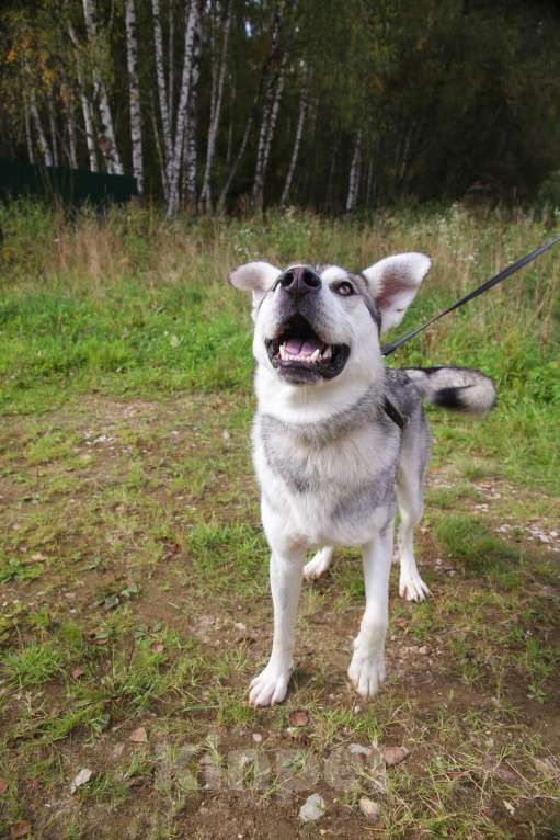 Собаки в Москве: Серенький Мальчик, Бесплатно - фото 20