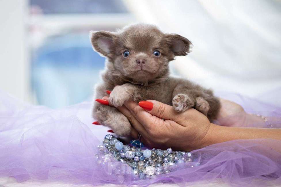 Собаки в Санкт-Петербурге: Щенок Чихуахуа мальчик Мальчик, Бесплатно - фото 2