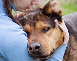 Собаки в Москве: Добрый, жизнерадостный пёс-компаньон Мальчик, Бесплатно - фото 1
