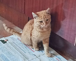 Кошки в Орле: Пропал рыжий котик .Нашедшего просьба вернуть за вознаграждение Мальчик, 1 руб. - фото 1