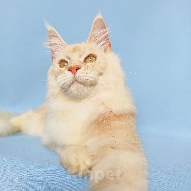 Кошки в Москве: Котёнок Мейн-Кун из питомника Мальчик, 45 000 руб. - фото 8