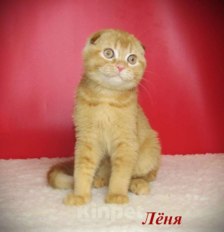 Кошки в Санкт-Петербурге: шотландкий красный котик Мальчик, 40 000 руб. - фото 1