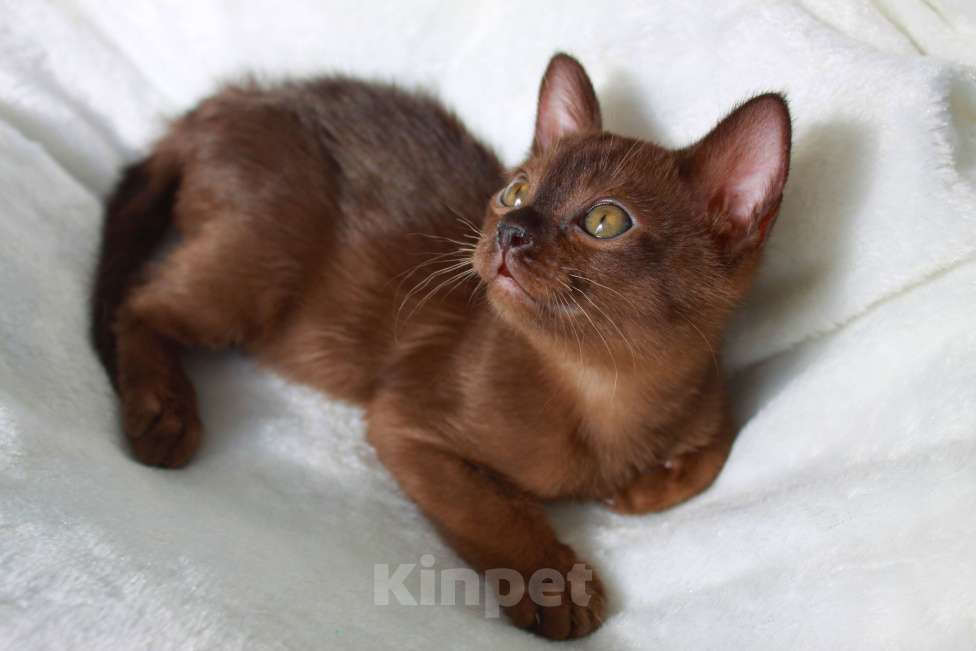 Кошки в Москве: Бурманский котенок мальчик с документами Мальчик, 32 999 руб. - фото 3