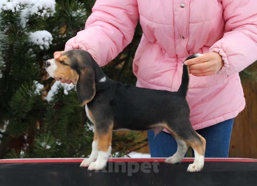 Собаки в Москве: Невероятно красивые щенки Мальчик, 50 000 руб. - фото 4