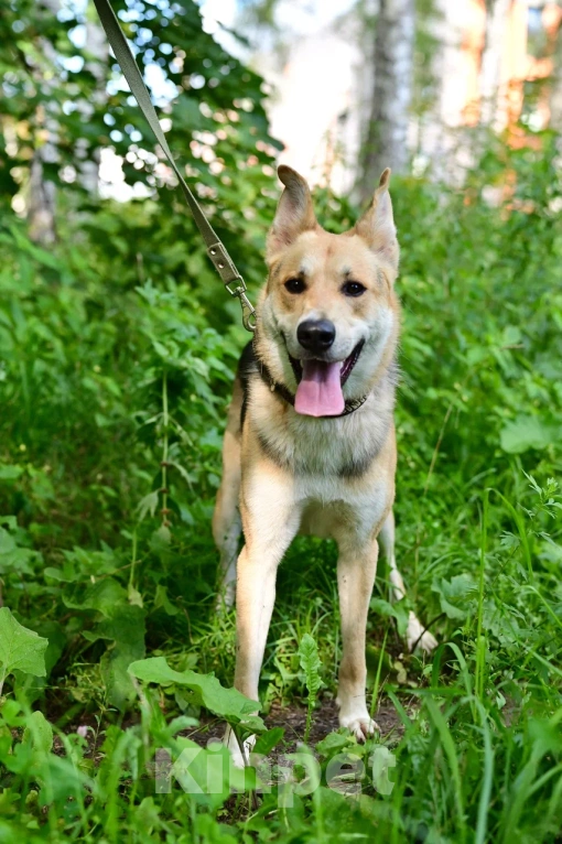 Собаки в Красногорске: Подросток Грей мечтает стать домашним любимцем  Мальчик, Бесплатно - фото 5