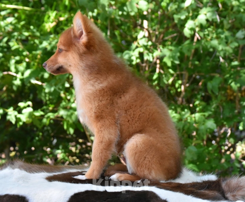 Собаки в Москве: Ненецкая оленегонная лайка. Кобель Янтарь. Мальчик, 80 000 руб. - фото 4