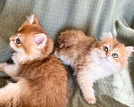 Кошки в Москве: Котики , котята  Мальчик, 30 000 руб. - фото 9
