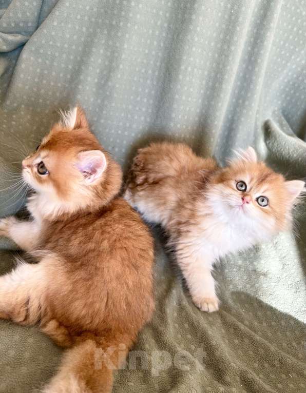 Кошки в Москве: Котики , котята  Мальчик, 30 000 руб. - фото 9