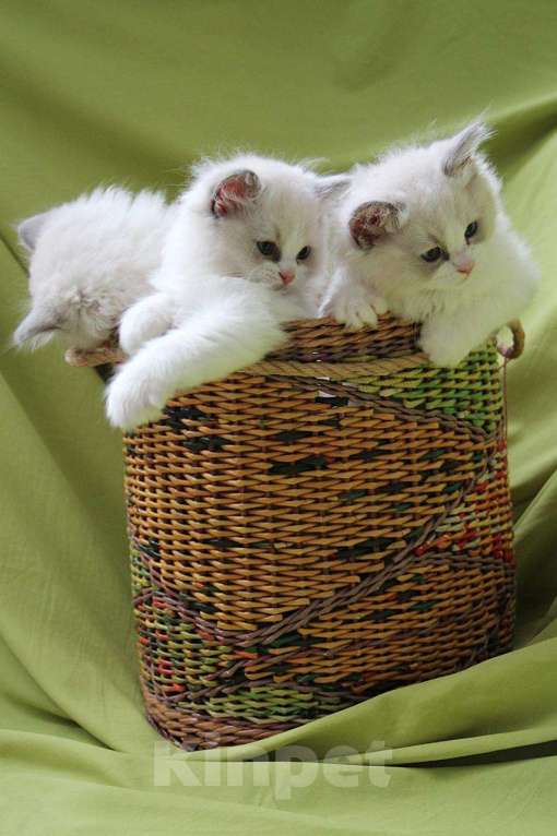 Кошки в Санкт-Петербурге: Рэгдолл Мальчик, Бесплатно - фото 5