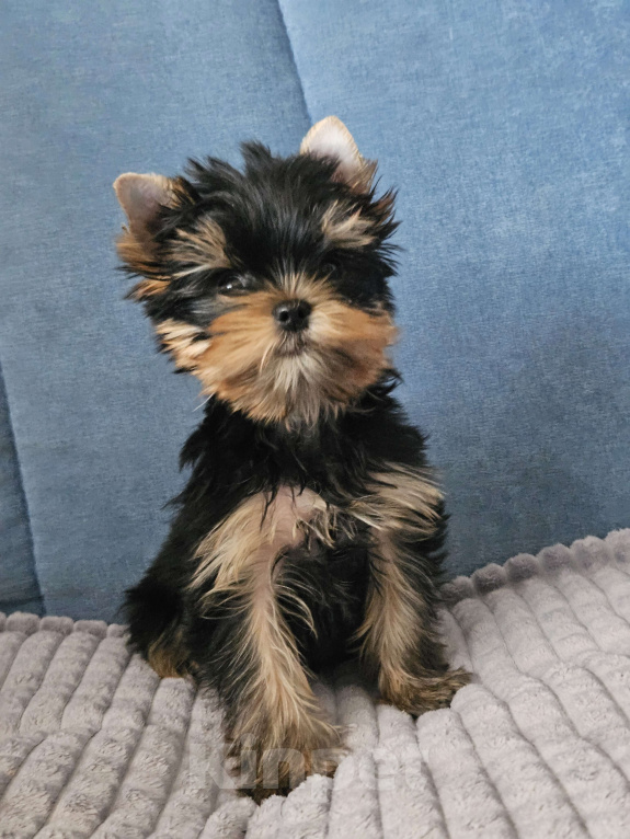 Собаки в Москве: Мальчик йорка Мальчик, 40 000 руб. - фото 1