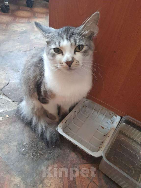 Кошки в Москве: Красивый котик Маркиз Мальчик, Бесплатно - фото 5