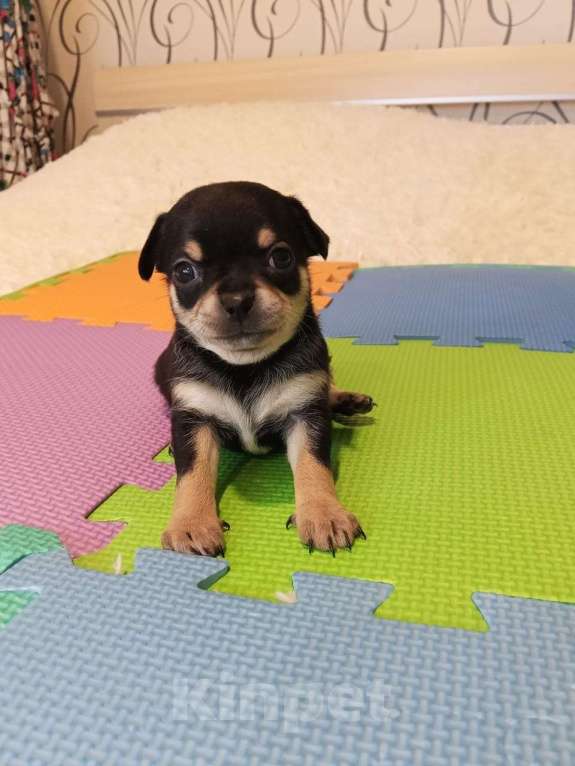 Собаки в Волгограде: Девочка черного окраса с бежевыми и белыми вкраплениями Девочка, 35 000 руб. - фото 1