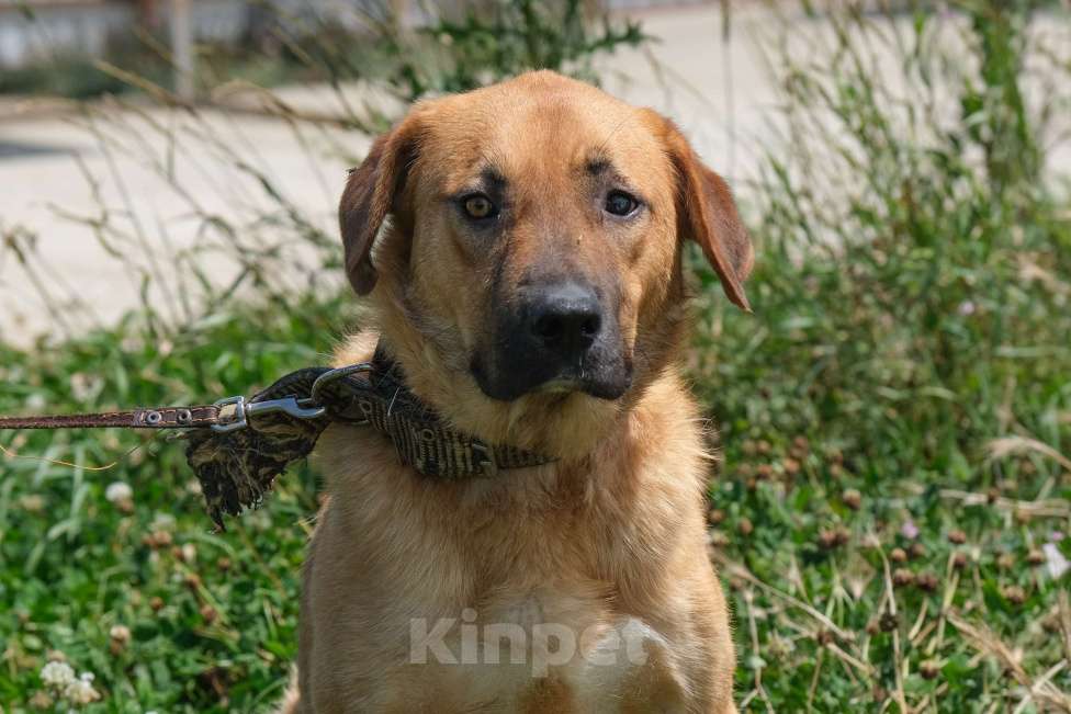 Собаки в Москве: Джек Третий Мальчик, Бесплатно - фото 2