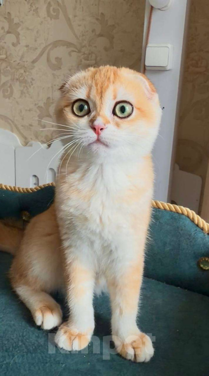 Кошки в Москве: Джинни Девочка, 50 000 руб. - фото 4