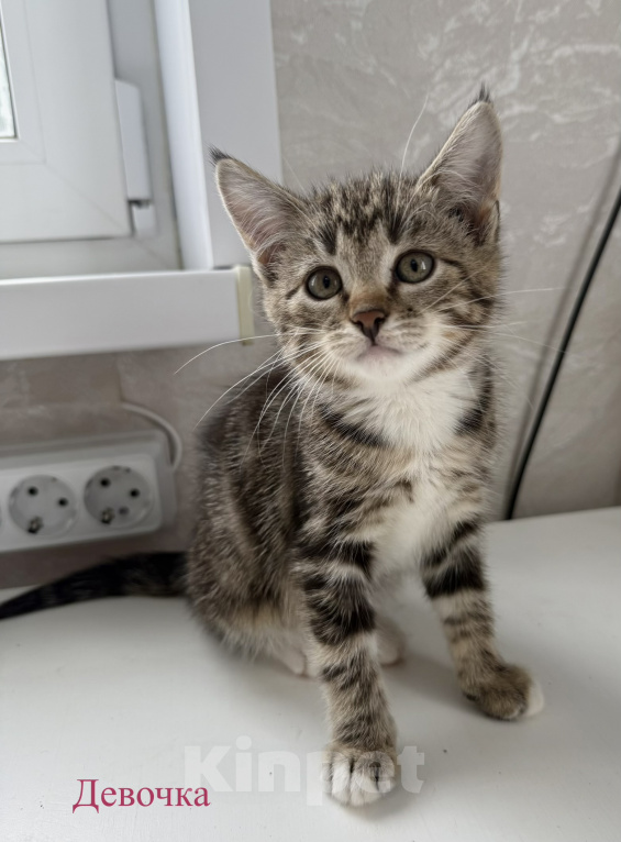 Кошки в Москве: Котенок в добрые руки Девочка, Бесплатно - фото 1