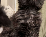 Кошки в Петергофе: Котенок Мейн Кун черный солид Мальчик, 30 000 руб. - фото 2