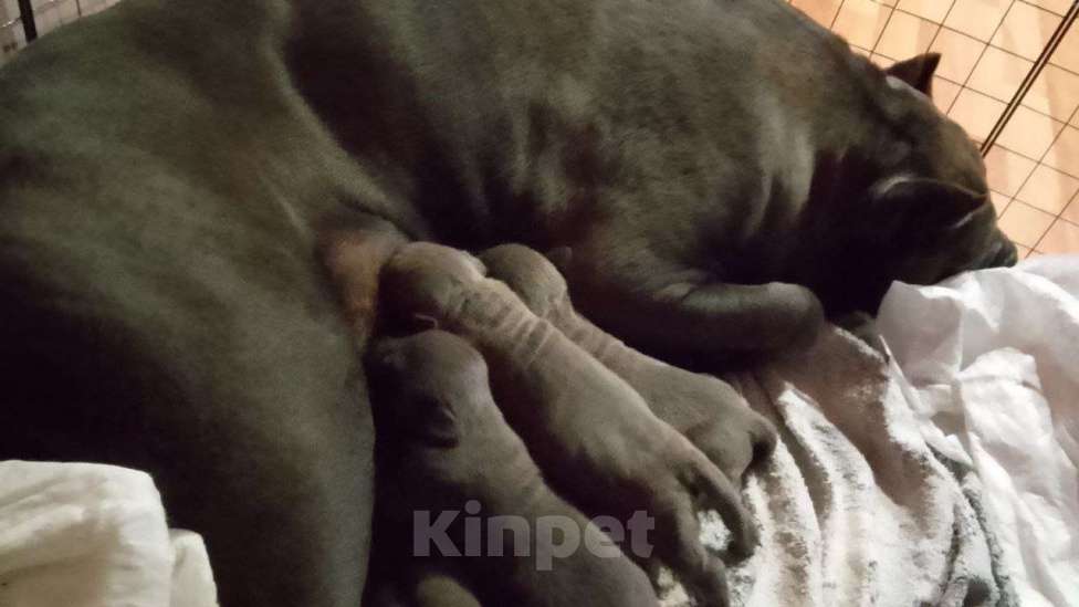 Собаки в других городах Ростовской области: Продаются щенки Кане-Корсо породистые Девочка, 20 000 руб. - фото 1